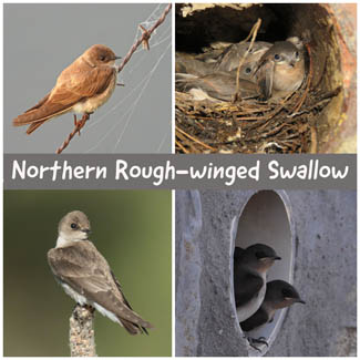 Northern Rough-winged Swallow